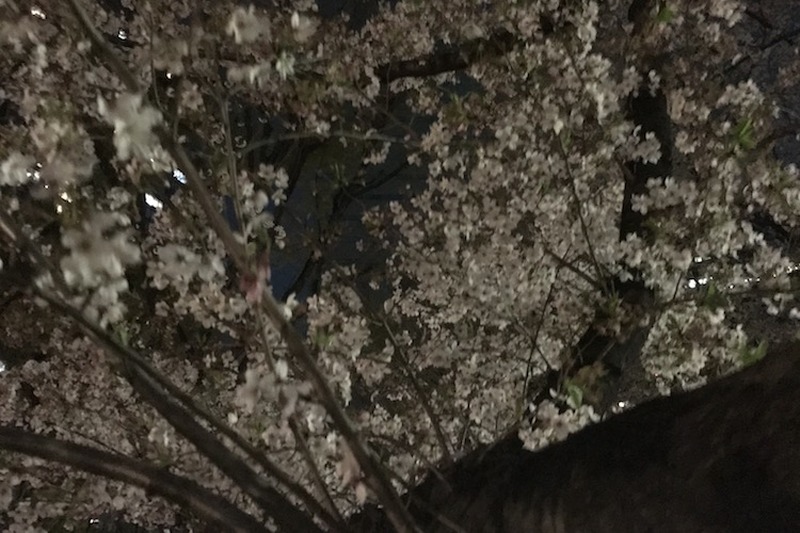 【今週が勝負】桜chill寸前！”駆け込み花見”で春を感じてみないか？