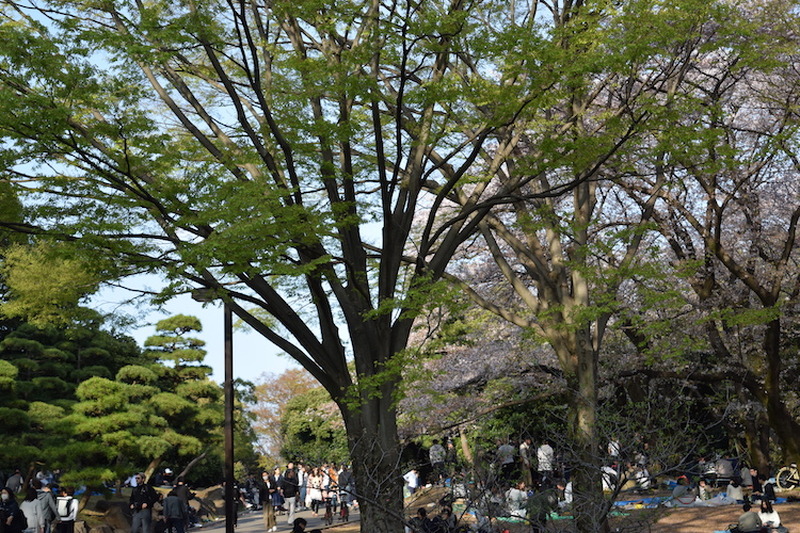 【今週が勝負】桜chill寸前！”駆け込み花見”で春を感じてみないか？