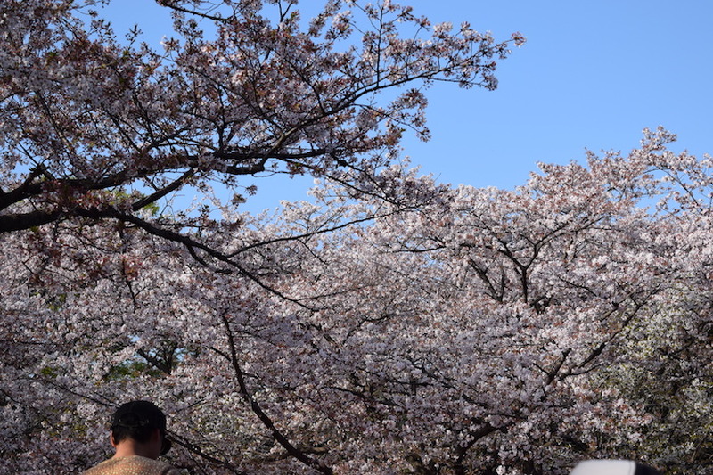 【今週が勝負】桜chill寸前！”駆け込み花見”で春を感じてみないか？