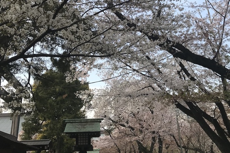 【今週が勝負】桜chill寸前！”駆け込み花見”で春を感じてみないか？