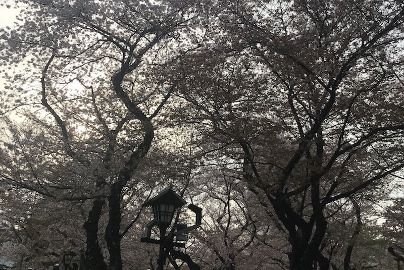 【今週が勝負】桜chill寸前！”駆け込み花見”で春を感じてみないか？