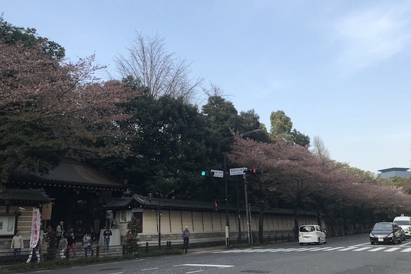 【今週が勝負】桜chill寸前！”駆け込み花見”で春を感じてみないか？