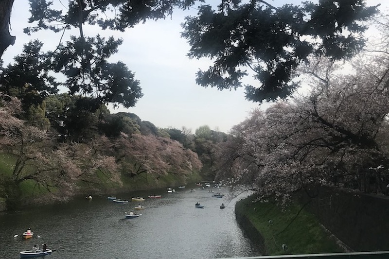 【今週が勝負】桜chill寸前！”駆け込み花見”で春を感じてみないか？