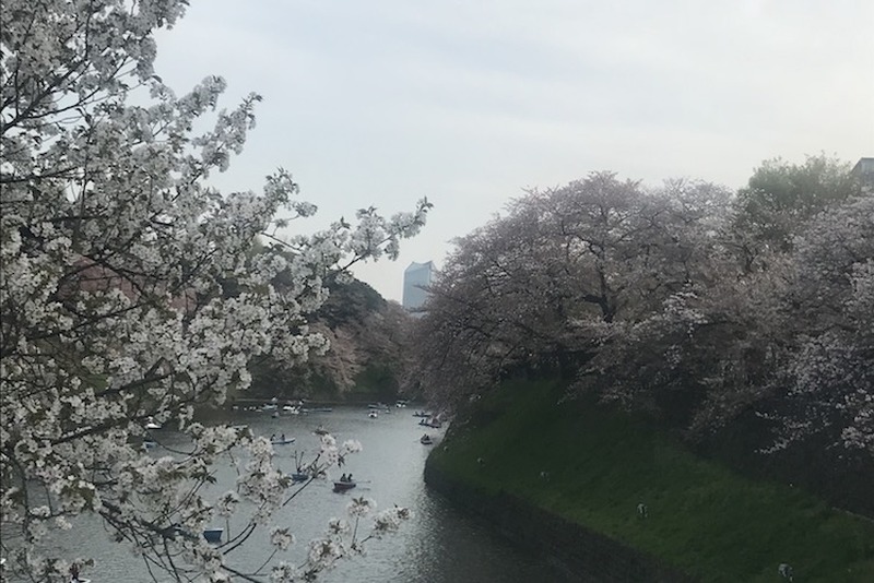 【今週が勝負】桜chill寸前！”駆け込み花見”で春を感じてみないか？