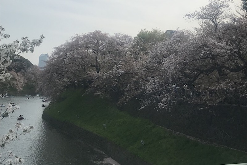 【今週が勝負】桜chill寸前！”駆け込み花見”で春を感じてみないか？