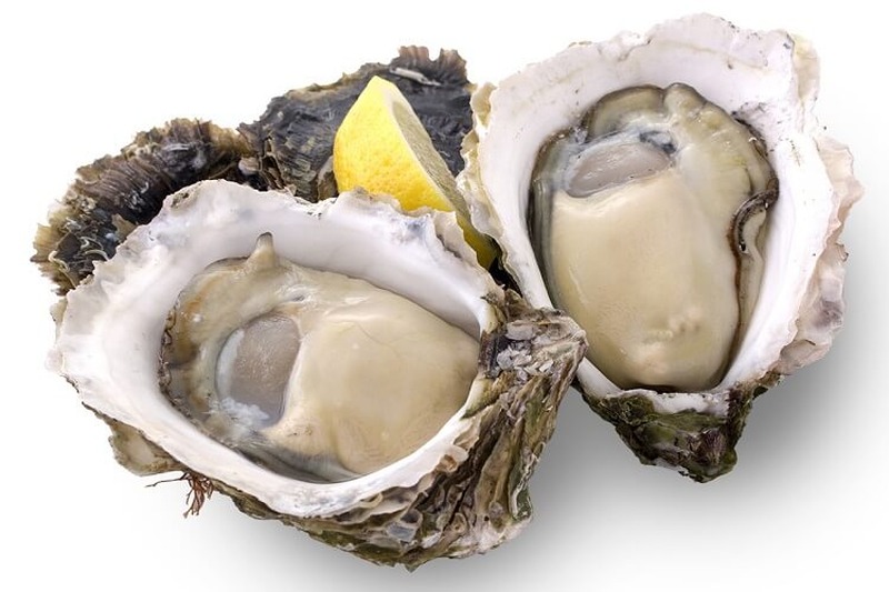 oyster