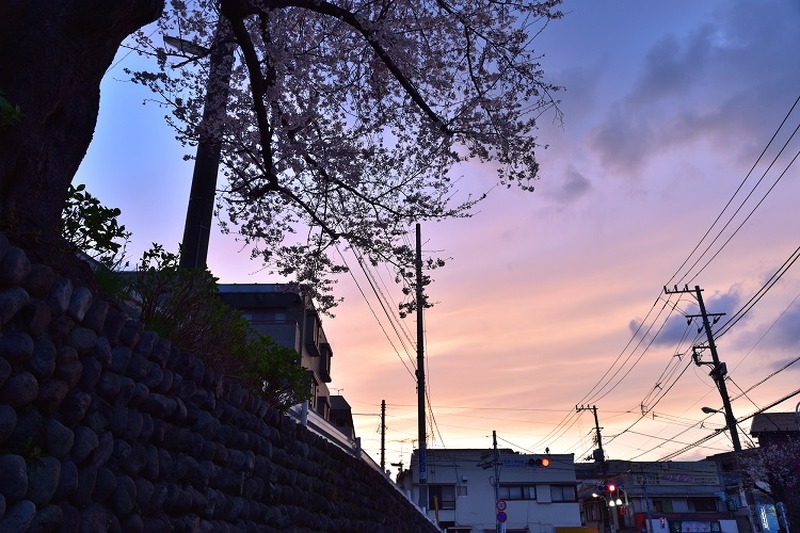 東京農業大学　通学路