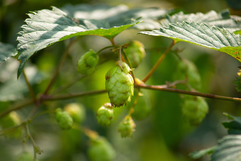 ビールは苦くてナンボ！？クセになっちゃう苦～いビール「IPA」のすすめ