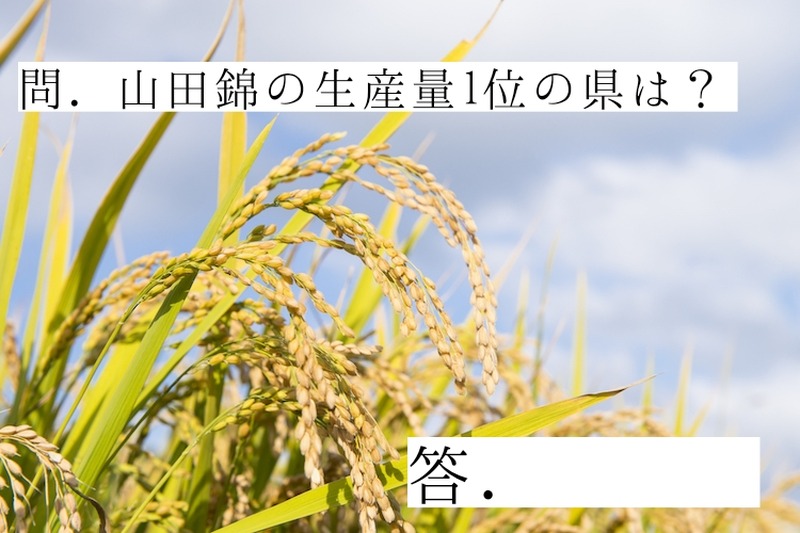 【ちょっとマニアな日本酒講座】酒米の王様「山田錦」の有名産地をまとめてみた