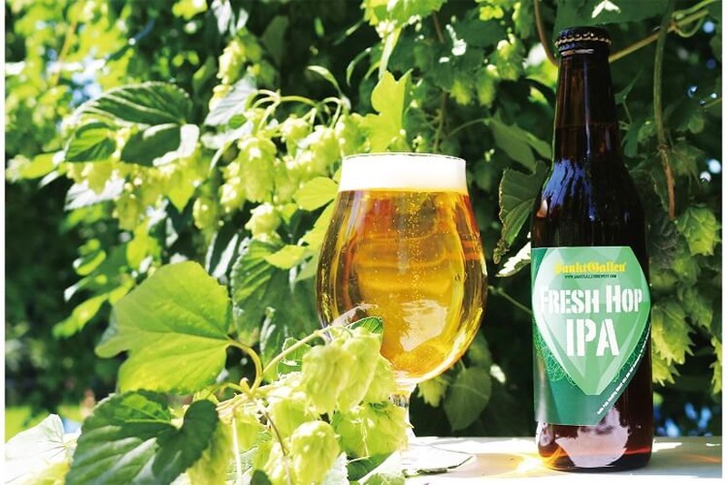 シトラスを思わせるホップのフレーバー！「FRESH HOP IPA」サンクトガーレンより販売