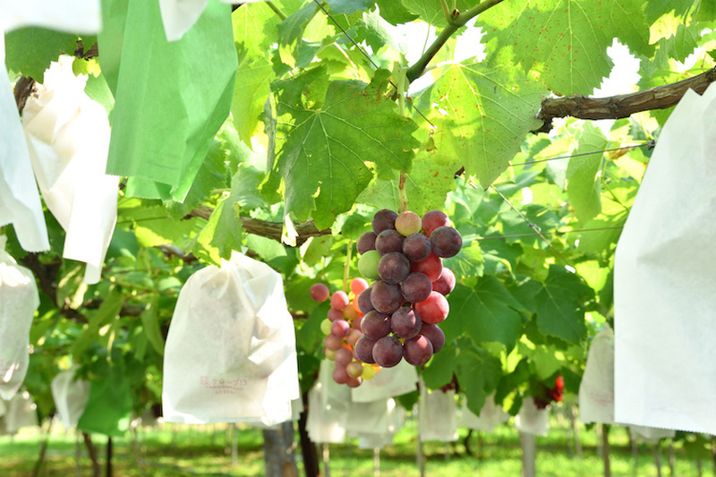 【ソムリエコラム】知っていると便利！「赤ワイン」の代表的なブドウ品種をご紹介