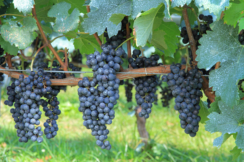 【ソムリエコラム】知っていると便利！「赤ワイン」の代表的なブドウ品種をご紹介