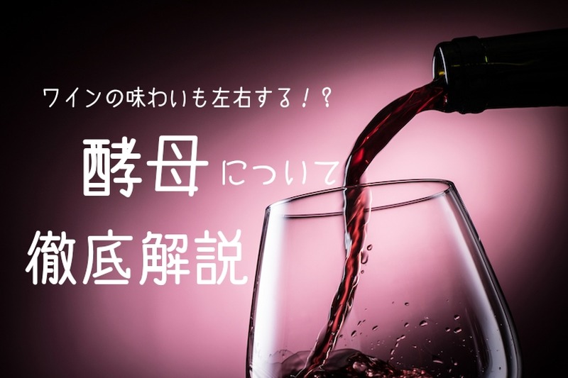 【ソムリエコラム】ワイン造りには欠かせない！ワインの”酵母”について徹底解説