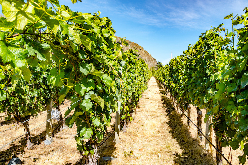 【ソムリエコラム】ワインの味わいに大きく影響！？ワインと土壌の関係を解説