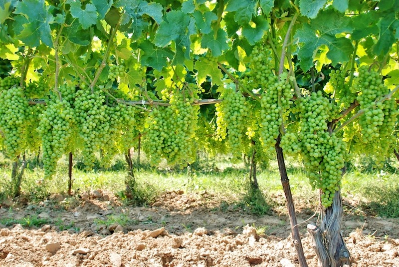 【ソムリエコラム】ワインの味わいに大きく影響！？ワインと土壌の関係を解説