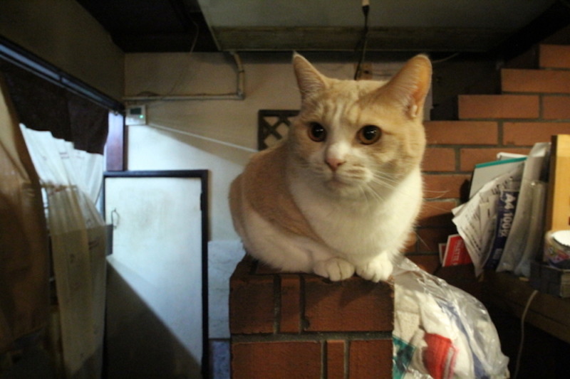 お通しは“猫のえさ”！？5匹の猫が接客してくれる居酒屋「赤茄子」で癒されてきた