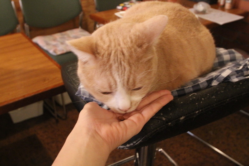 お通しは“猫のえさ”！？5匹の猫が接客してくれる居酒屋「赤茄子」で癒されてきた