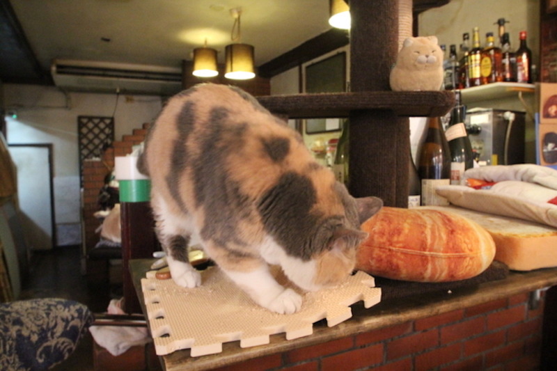 お通しは“猫のえさ”！？5匹の猫が接客してくれる居酒屋「赤茄子」で癒されてきた