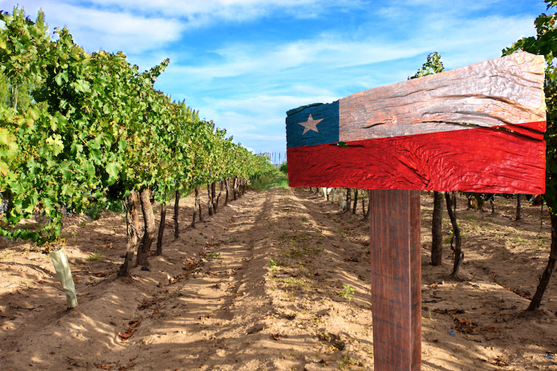 チリのワイン畑