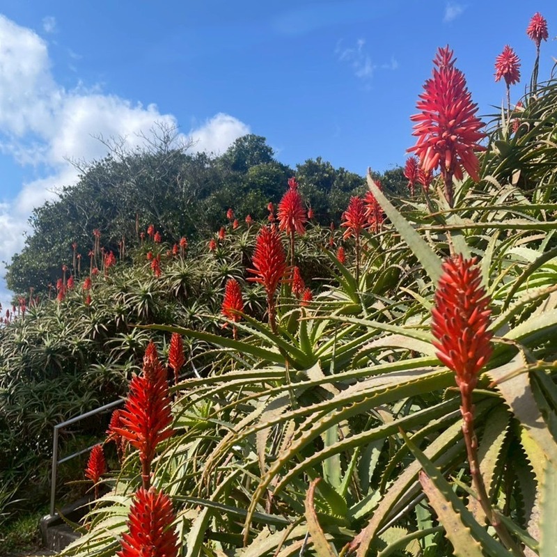 【日本で稀有な薬草酒！】国産アマーロ「SCARLET®︎ 八丈島AMARO」発売