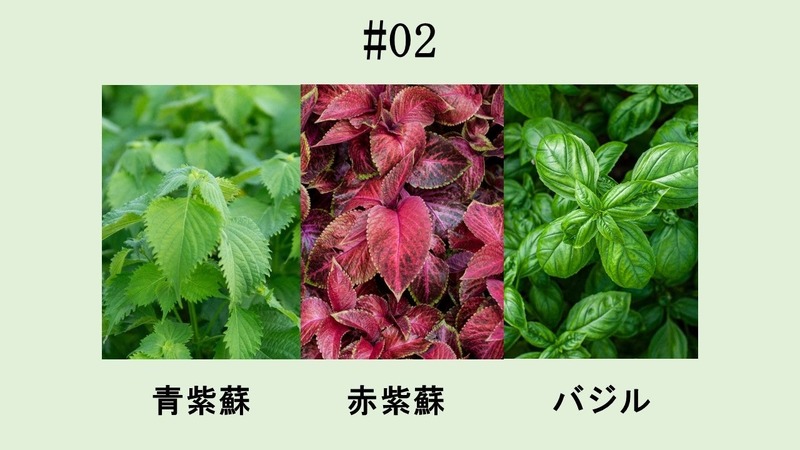 【希少な神戸市特産ボタニカルを使用！】「KOBE HERBAL GIN 白風」2種が全国発売