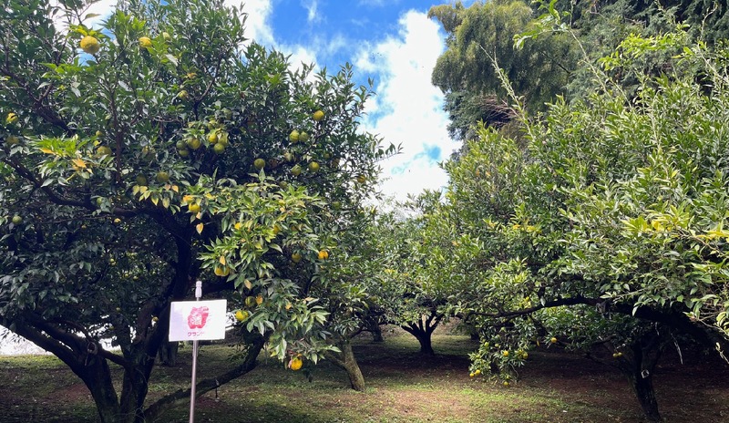 【12月に採れた柚子をお酒に！】「もぎたて桂木柚子で仕込む！冬だけの贅沢柚子酒プロジェクト」販売