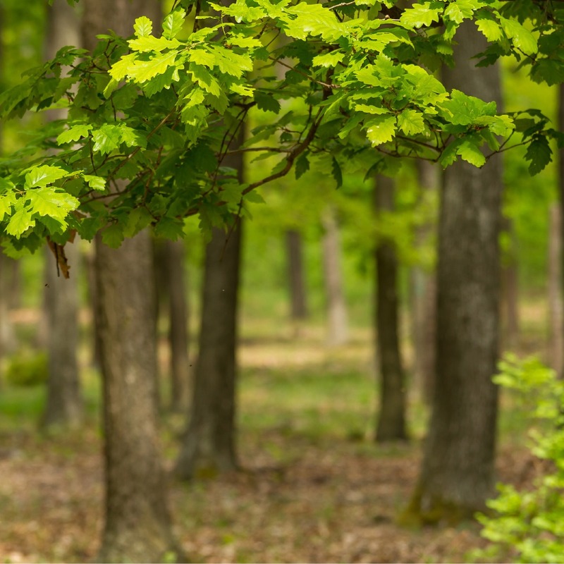 【史上初のティーバッグ型の熟成アイテム！】熟成を手軽に叶える「香るチップバッグ」販売
