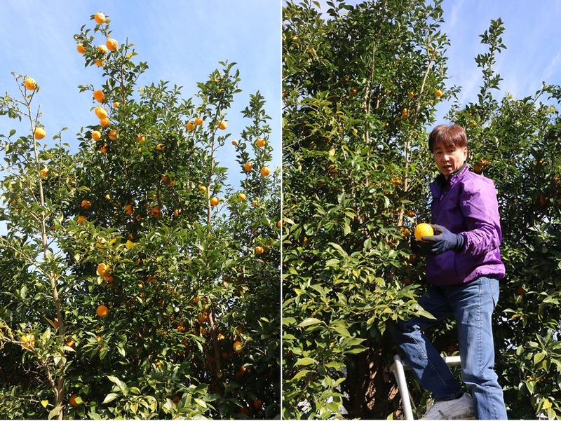 【お正月に干支デザインの瓶ビールはいかが！？】「賀正ビール柚子 2026 干支ラベル 午」が発売