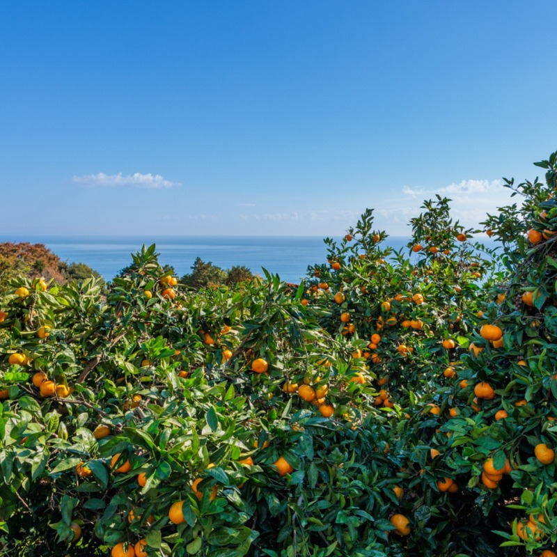 【寒い夜に飲みたい！国産果実を使用したクラフトホットワイン】「厳選国産果実のクラフトホットワイン」販売