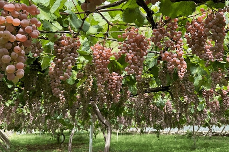 【甲州ぶどうのクラフトジン！】ワイン県ならではの1本「山梨県ジン by agataJapan」販売