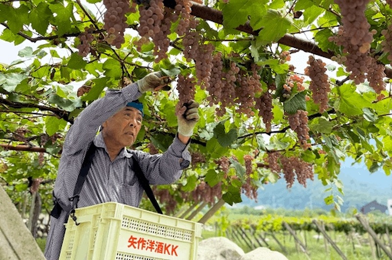 【甲州ぶどうのクラフトジン！】ワイン県ならではの1本「山梨県ジン by agataJapan」販売
