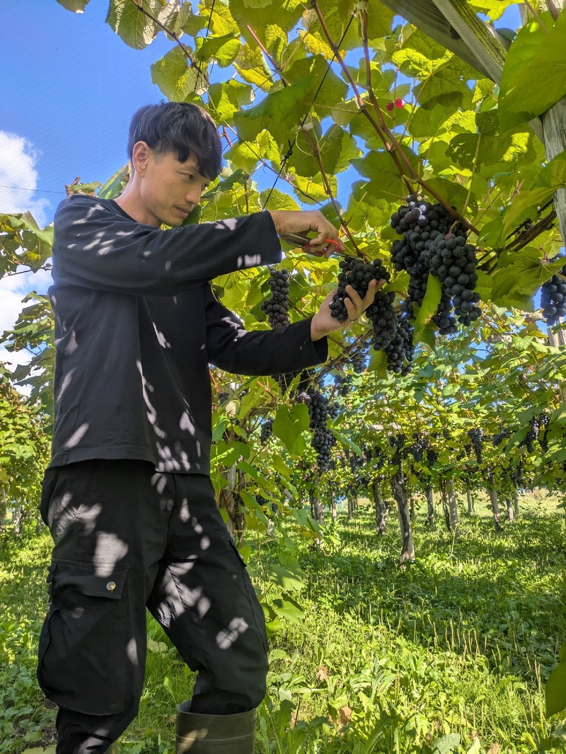 【高級ワインの感動を込めたプレミアムぶどうジュース！】ワイン醸造家が手がける「PURE & ZERO」再発売