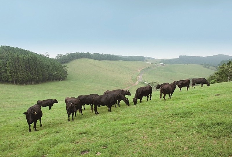 【忘新年会限定！】かみむら牧場「超和牛マニア食べ飲み放題コース」が120分・6,000円で販売