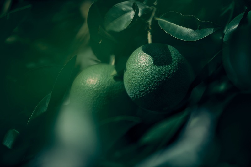 【橙の一瞬の姿「青橙」を閉じ込めたクラフトジン！】SEASONAL EDITION「AODAIDAI(青橙)」発売