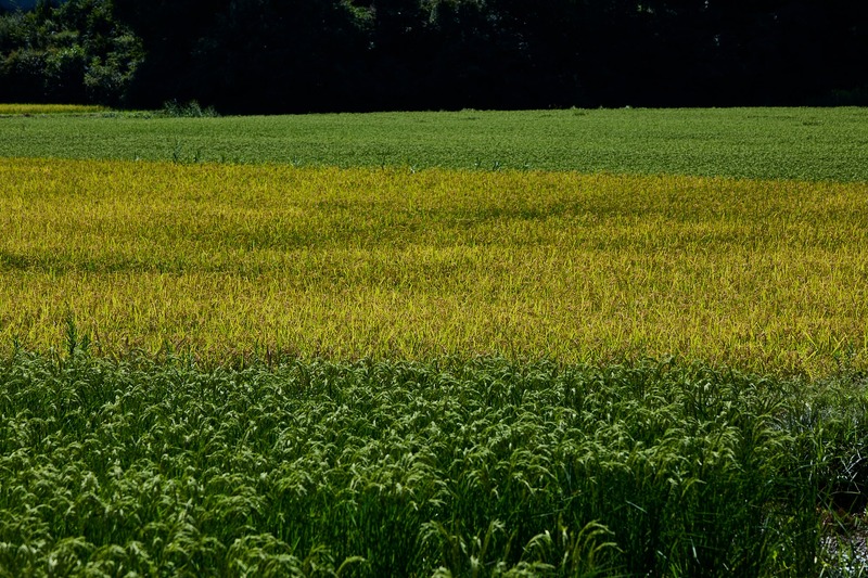 【あの「パタゴニア」による