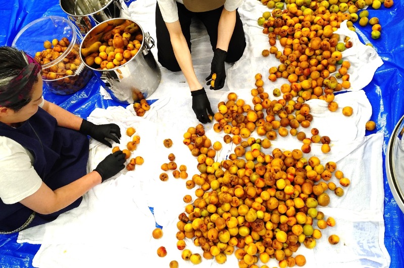 【47億円の被害を跳ね除けろ！】雹から梅を救う「SANABURI LIQUEUR ウメ prototype04　（梅リキュール with 梅ボーイズ）」発売