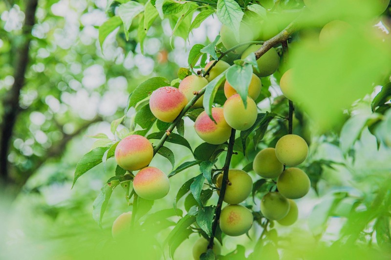 【47億円の被害を跳ね除けろ！】雹から梅を救う「SANABURI LIQUEUR ウメ prototype04　（梅リキュール with 梅ボーイズ）」発売