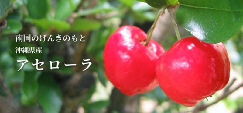 【夏にぴったりのご当地感あふれるチューハイ！】「オリオン WATTA アセローラ＆シークワーサー」数量限定発売