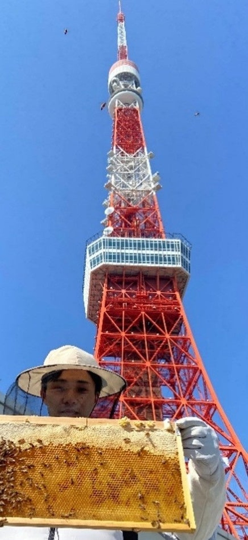 【東京タワー産の蜂蜜「タワーハニー」を贅沢に使用！】ハニービール「TOKYO TOWER GOLDEN HONEY ALE」好評につき増産決定