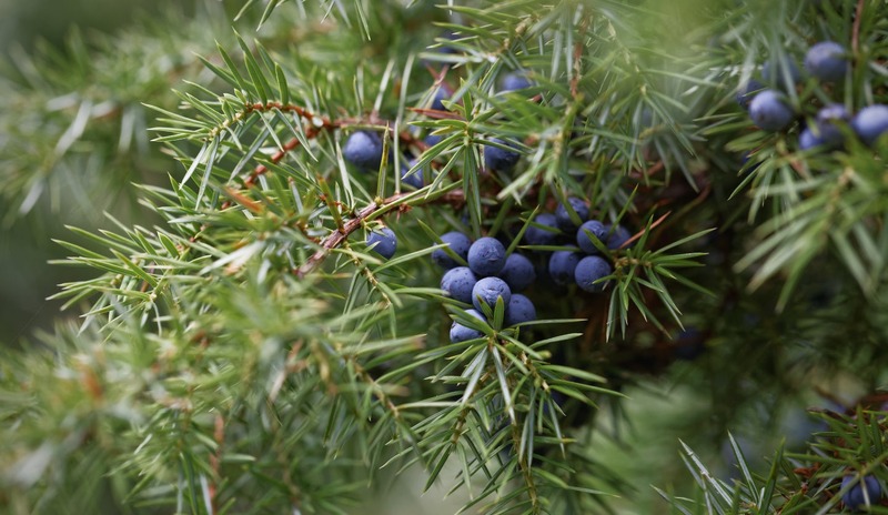 【希少な国産の生ジュニパーベリーを漬け込んだクラフトジン！】「Crystal Juniper（くりすたるじゅにぱー）」500本限定で販売
