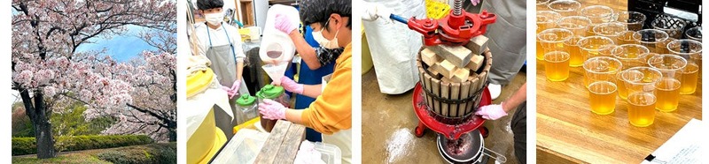 【キャンパスに咲くソメイヨシノがクラフトビールに！】東京都内初の「染八エール」が発売中