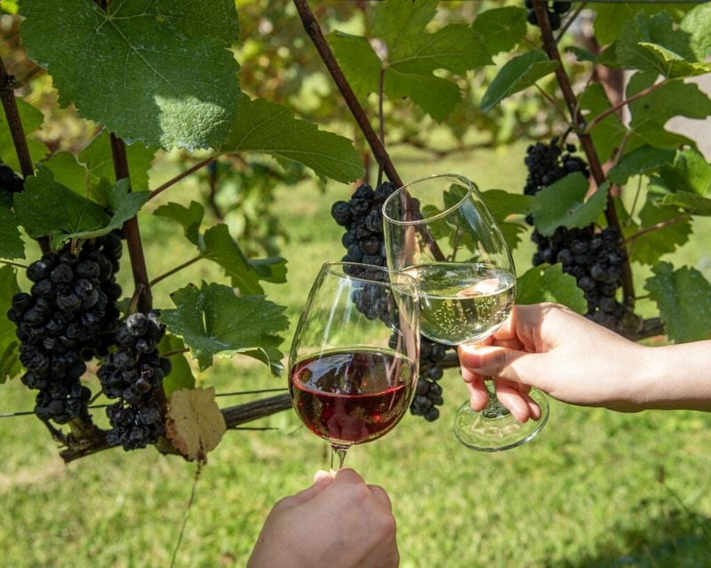 【自慢のワインやシードルが集結！】サンクゼール「収穫祭2026～St.Cousair WINE FESTA～」開催