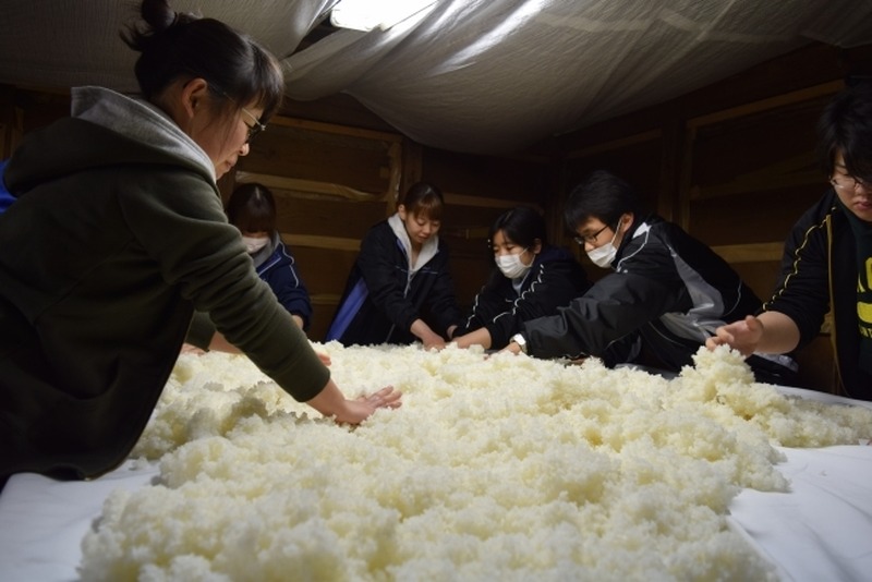 「彩のかがやき」の米作りと酒造りを学生が体験！埼玉工業大学、深谷市の酒蔵でオリジナルの日本酒を醸造・販売を開始