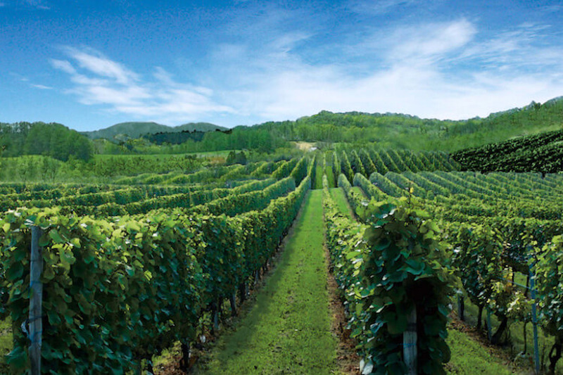 日本ワインづくりをイチから体験できる 「サントネージュ・ニッカ余市ヴィンヤードサポーター」募集開始！ぶどう栽培やワインづくりを体験