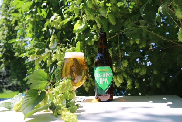 【圧倒的ホップ感！収穫から「24時間以内の摘みたてホップ」仕込み】「FRESH HOP IPA（フレッシュ ホップ アイピーエー）」限定販売 画像