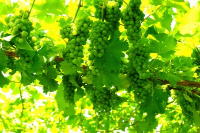 日本ワインの基礎を築き上げた銘醸地！山梨のワインはここがすごい 画像