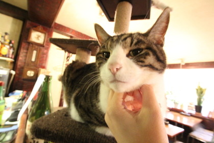 お通しは“猫のえさ”！？5匹の猫が接客してくれる居酒屋「赤茄子」で癒されてきた 画像