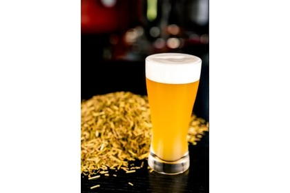 茶葉の茎を活用！サステナブルクラフトビール「豊田AMBER」発売 画像