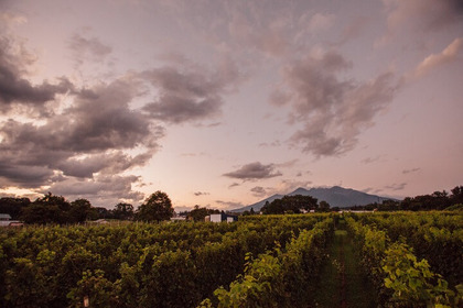 ワイン好きのための「八ヶ岳ワイナリー散歩」・秋の特別編！食前の時間を優雅に過ごす「夕暮れアペロ」 画像