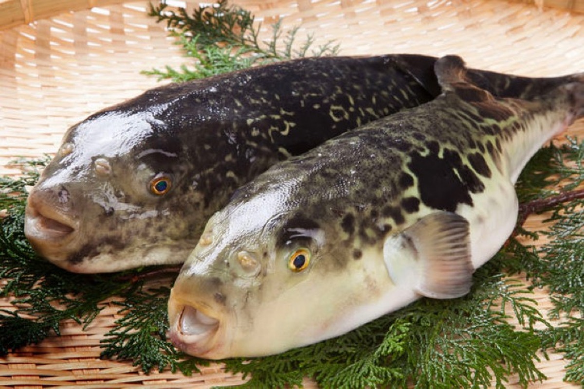 fugu